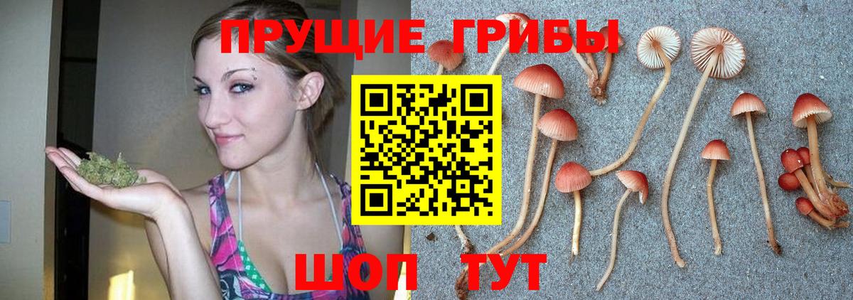 Псилоцибиновые грибы мицелий Дербент